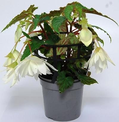 Begonia Vit