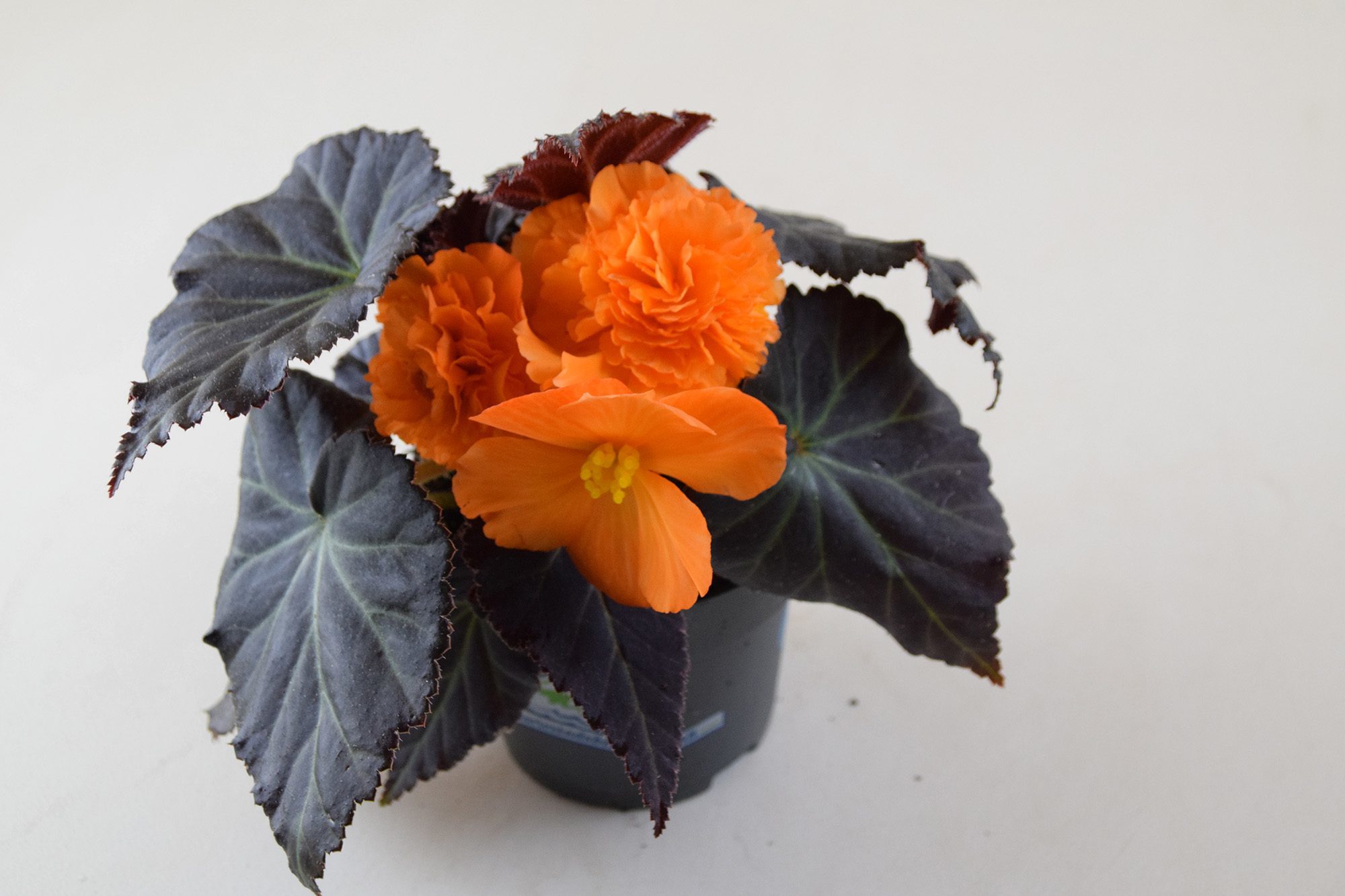 Begonia nonstop - orange med mörka blad