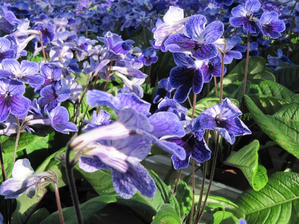 streptocarpus_(24)