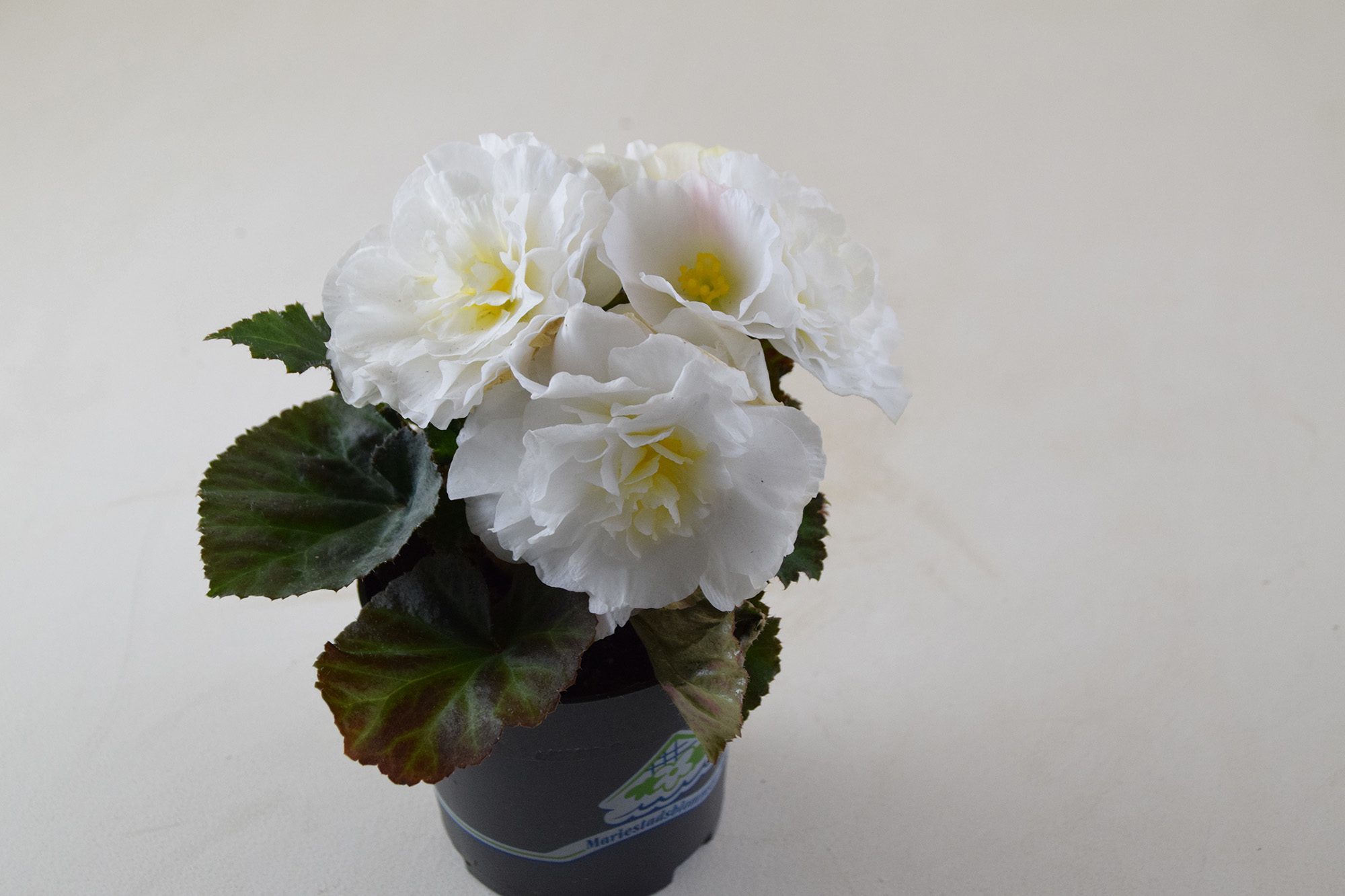 Begonia nonstop - vit